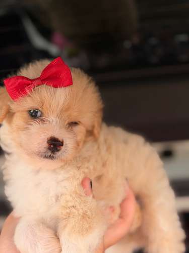 Hermosa hembra maltipoo mini toy con su tarjeta - Imagen 5