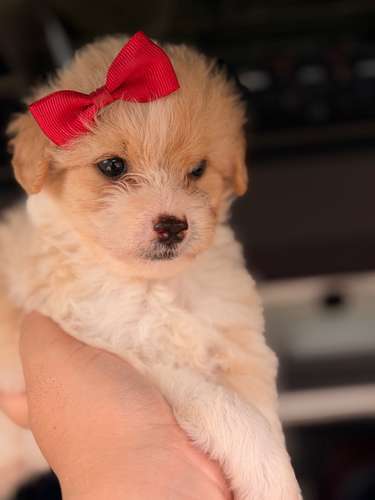 Hermosa hembra maltipoo mini toy con su tarjeta - Imagen 2