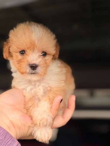 Hermoso machito poodle apricot con su tarjeta - Imagen 3
