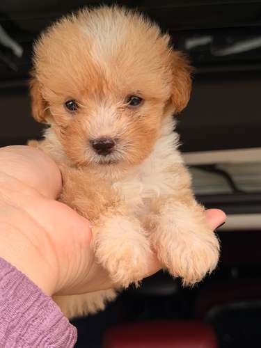 Hermoso machito poodle apricot con su tarjeta - Imagen 5