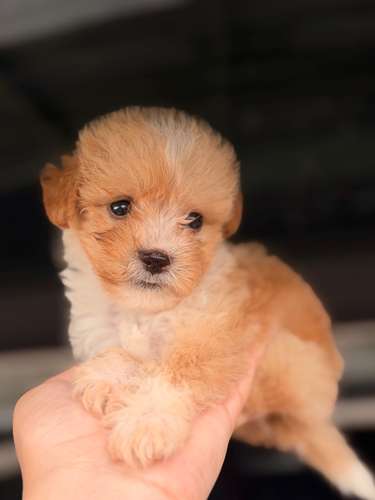 Hermoso machito poodle apricot con su tarjeta