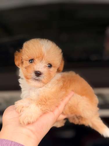 Hermoso machito poodle apricot con su tarjeta - Imagen 2