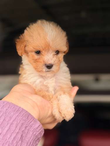 Hermoso machito poodle apricot con su tarjeta - Imagen 4