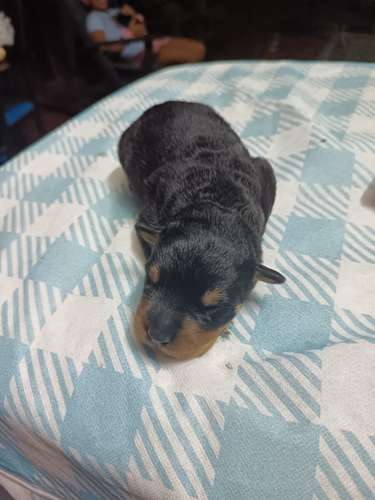 rottweiler - Imagen 2