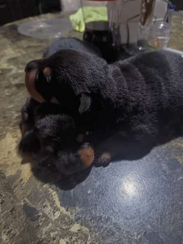 rottweiler - Imagen 1