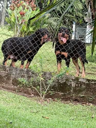 rottweiler - Imagen 4