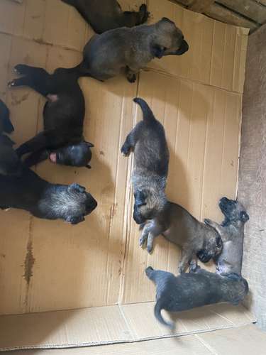 VENDO CACHORROS PASTOR BELGA - Imagen 3