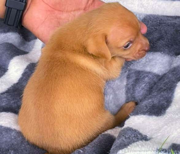 Chihuahua  - Imagen 4