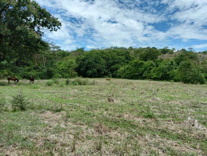 $828,000 SE VENDE FINCA DE 202 HECTAREAS EN ARENA PROVINCIA DE VERAGUAS JL