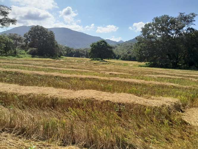 $828,000 SE VENDE FINCA DE 202 HECTAREAS EN ARENA PROVINCIA DE VERAGUAS JL