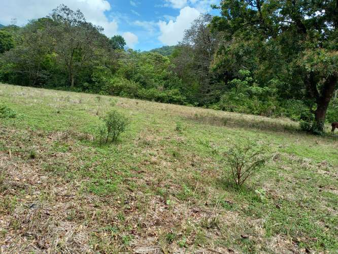 $828,000 SE VENDE FINCA DE 202 HECTAREAS EN ARENA PROVINCIA DE VERAGUAS JL