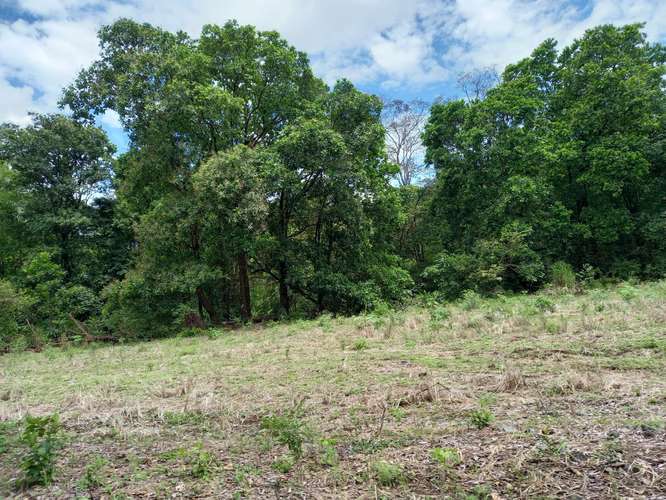 $828,000 SE VENDE FINCA DE 202 HECTAREAS EN ARENA PROVINCIA DE VERAGUAS JL