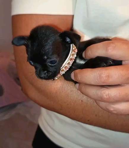 cachorros chihuahuas mini toys - Imagen 3