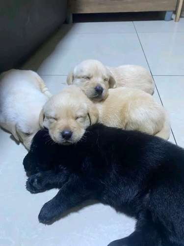 cachorros labradores  - Imagen 3