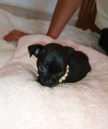 cachorros chihuahuas mini toys - Imagen 4