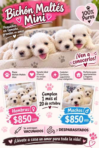 Bichon maltés mini
