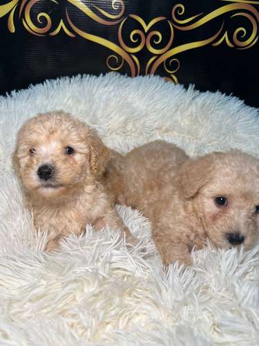 French poodle  toy  hembra (importados)