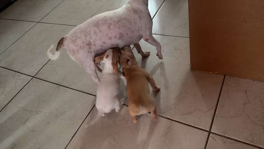 Chihuahua 