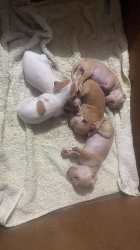 Chihuahua  - Imagen 2