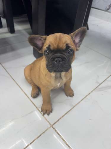 Cachorritas Bull Dog Francés a la venta ..