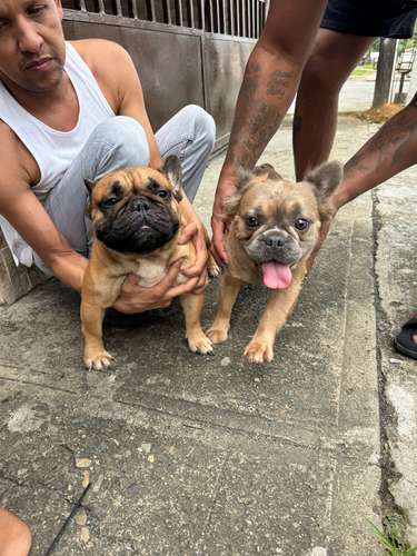 Cachorritas Bull Dog Francés a la venta ..