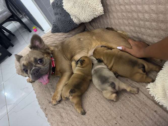 Cachorritas Bull Dog Francés a la venta ..