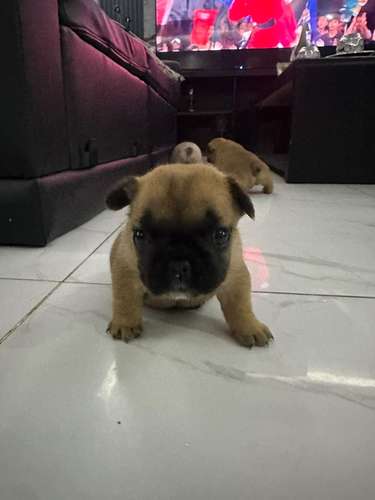 Cachorritas Bull Dog Francés a la venta ..