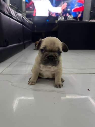 Cachorritas Bull Dog Francés a la venta ..