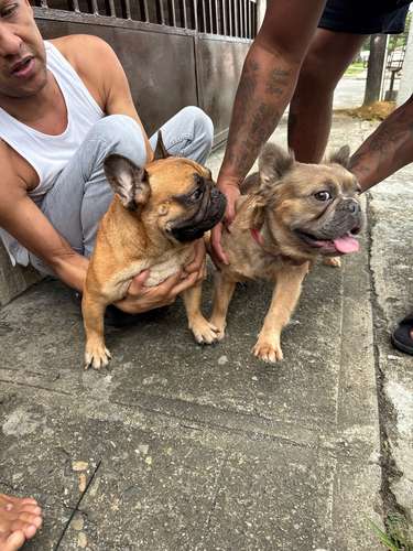 Cachorritas Bull Dog Francés a la venta ..