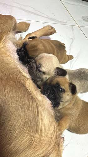 Cachorritas Bull Dog Francés a la venta ..