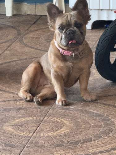 Cachorritas Bull Dog Francés a la venta ..
