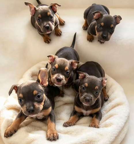 HERMOSOS CACHORROS  AMERICAN  BULLY DOS MESES 