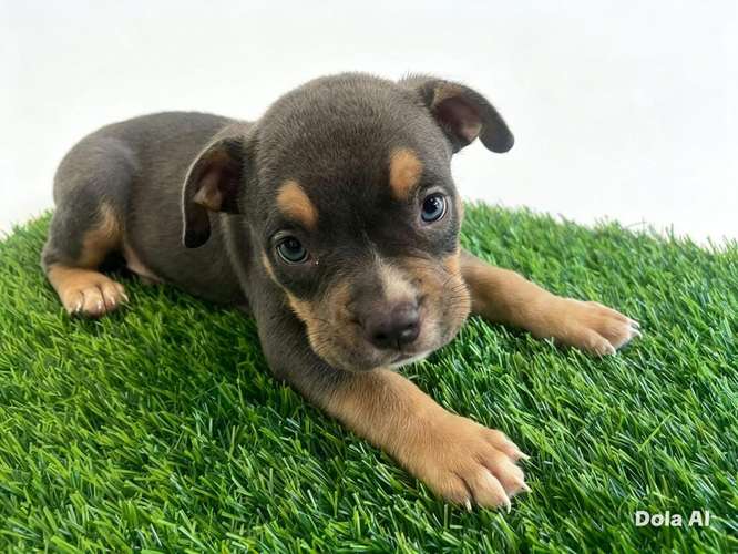 HERMOSOS CACHORROS  AMERICAN  BULLY DOS MESES  - Imagen 13