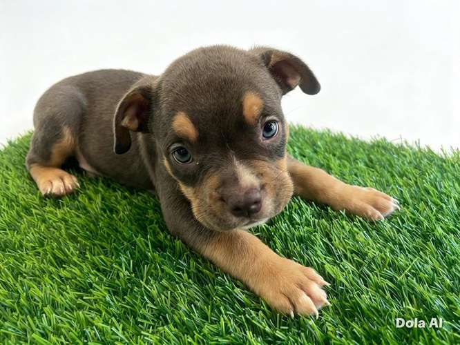 HERMOSOS CACHORROS  AMERICAN  BULLY DOS MESES  - Imagen 7