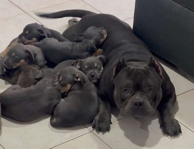 HERMOSOS CACHORROS  AMERICAN  BULLY DOS MESES  - Imagen 10