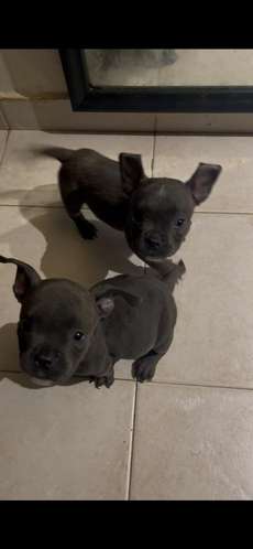 HERMOSOS CACHORROS  AMERICAN  BULLY DOS MESES  - Imagen 2