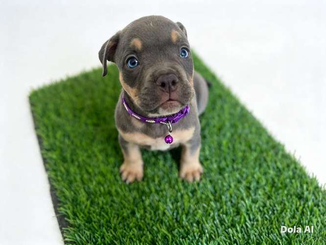 HERMOSOS CACHORROS  AMERICAN  BULLY DOS MESES  - Imagen 9
