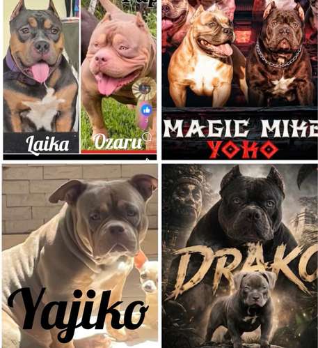 HERMOSOS CACHORROS  AMERICAN  BULLY DOS MESES  - Imagen 11