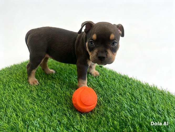 HERMOSOS CACHORROS  AMERICAN  BULLY DOS MESES  - Imagen 8