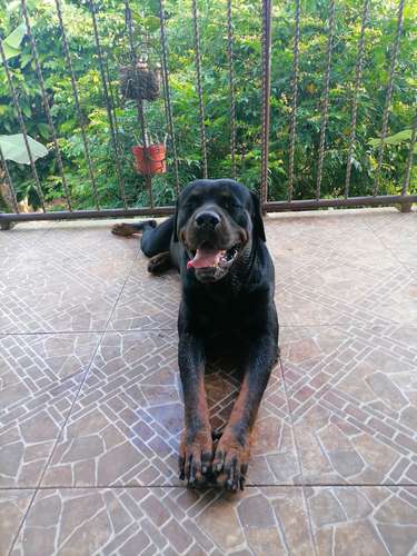 Busco Novia Rottweiler