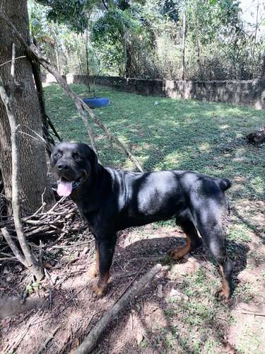 Busco Novia Rottweiler