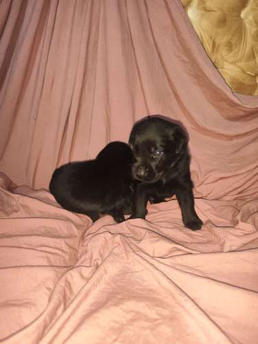 Labradores Puros
