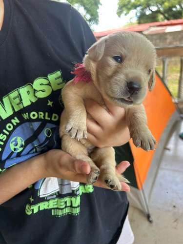 Labradores Puros