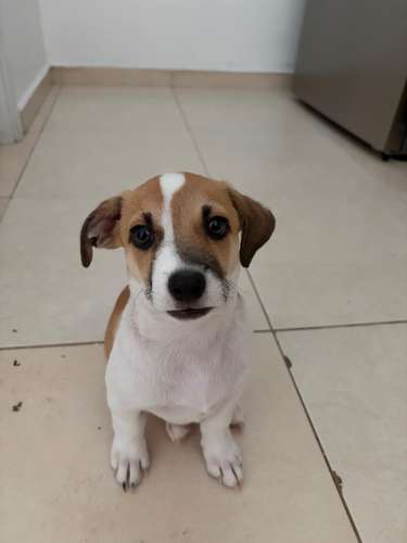 Cachorro 3 meses - Imagen 6
