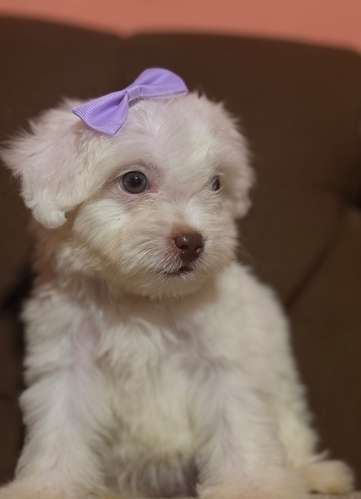 Hermosa Maltes poodle toy de ojos claros con su tarjeta de vacuna - Imagen 3