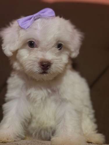 Hermosa Maltes poodle toy de ojos claros con su tarjeta de vacuna - Imagen 2