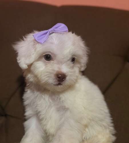 Hermosa Maltes poodle toy de ojos claros con su tarjeta de vacuna - Imagen 8