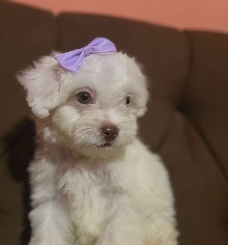 Hermosa Maltes poodle toy de ojos claros con su tarjeta de vacuna - Imagen 9