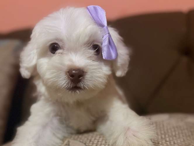 Hermosa Maltes poodle toy de ojos claros con su tarjeta de vacuna