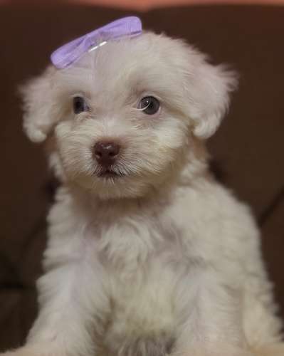 Hermosa Maltes poodle toy de ojos claros con su tarjeta de vacuna - Imagen 4